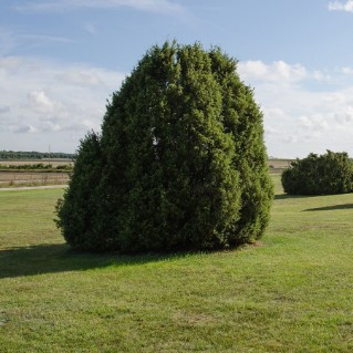 juniper tree in field