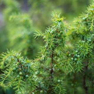 Juniper needles