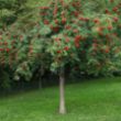Rowan tree covered with red berries