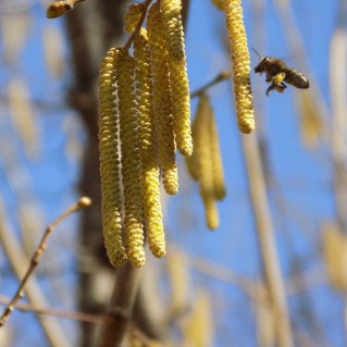 Hazel catkins with bee
