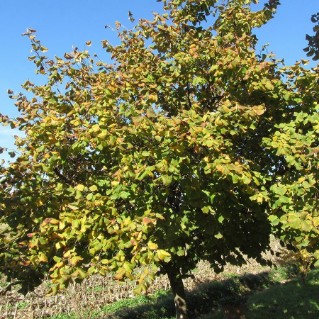 Hazel tree