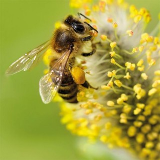 Goat willow with bee