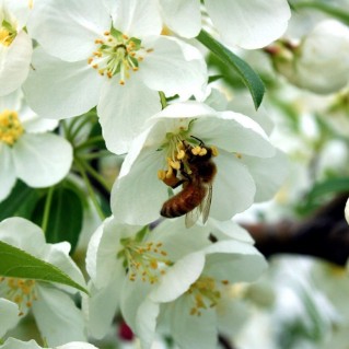 Crab apple blossom with bee
