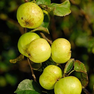 Crab apples on tree