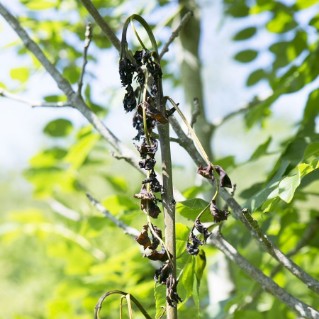 Ash dieback young plant