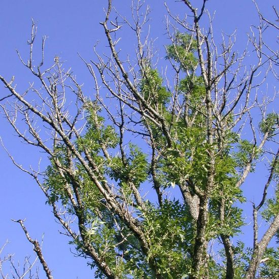 Ash dieback large tree