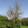 Ash dieback large tree - dead tree