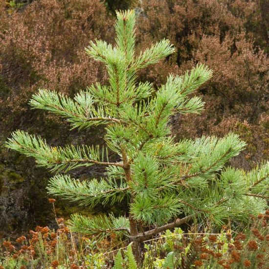 Scots Pine Small Tree