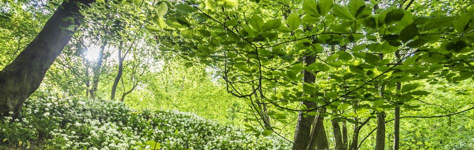 Dedicate a Tree, Bench & Woodland in the UK - Woodland Trust | Woodland ...