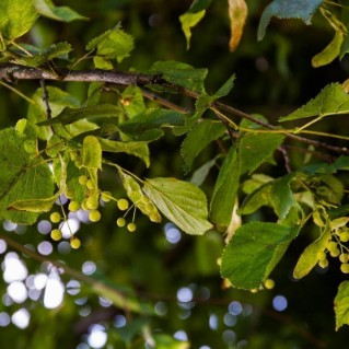 Large Leaved Lime Branch