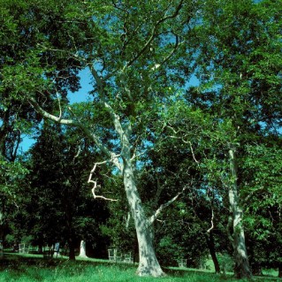 Picture of Walnut (Juglans regia)
