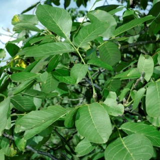 Picture of Walnut (Juglans regia)