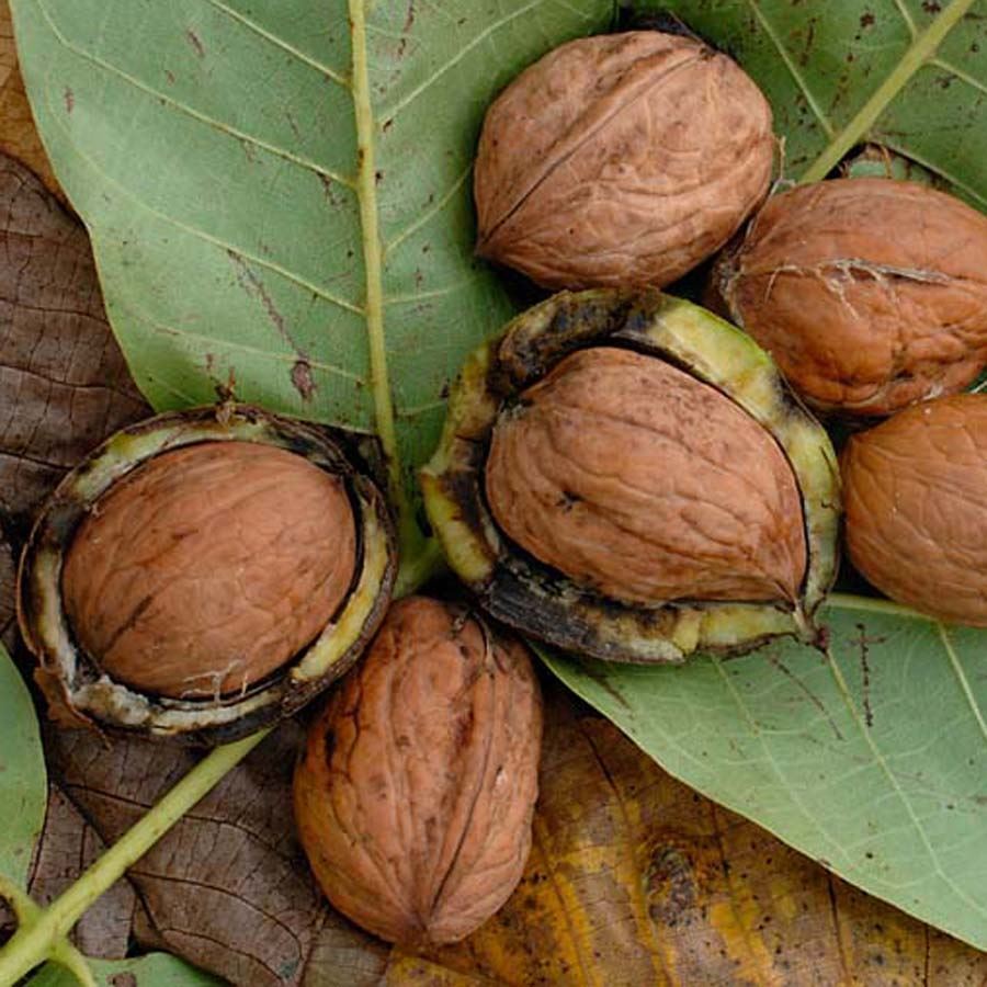 Walnut tree (Juglans regia) For Sale - Woodland Trust|Woodland Trust Shop