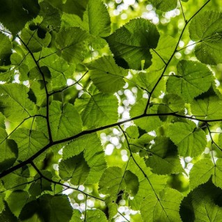 Small leaved lime leaves