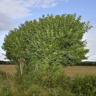 Picture of Spindle (Euonymus europaea)