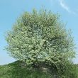 Whitebeam Tree