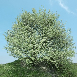 Whitebeam Tree
