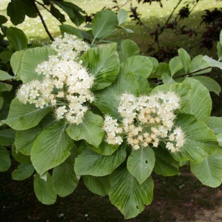 Whitebeam Flower
