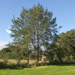Picture of Aspen (Populus tremula)