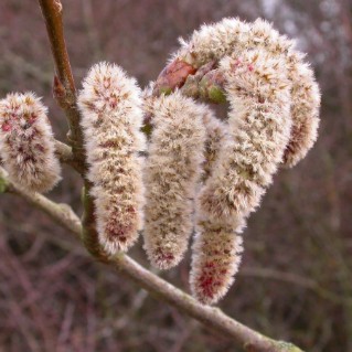 Picture of Aspen (Populus tremula)