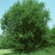 Picture of Grey willow (Salix cinerea)