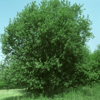 Picture of Grey willow (Salix cinerea)