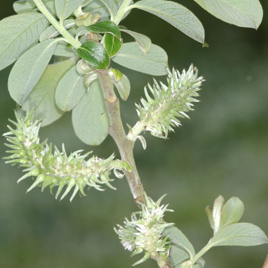 Grey Willow Tree (Salix cinerea) For Sale - Woodland Trust | Woodland ...