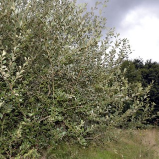 Picture of Grey willow (Salix cinerea)