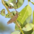 Picture of Bay willow (Salix pentandra)