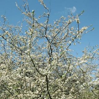 Picture of Fruit and nut mix