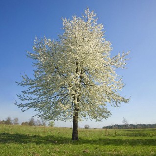 Picture of Fruit and nut mix