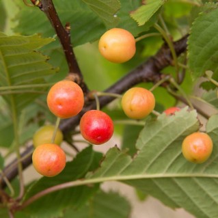 Picture of Fruit and nut mix