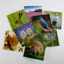 Woodland Trust spring joy notecards Woodland Trust spring joy notecards
