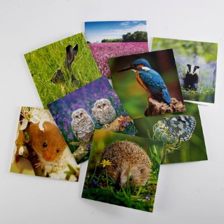Woodland Trust spring joy notecards