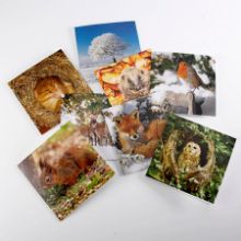 Woodland Trust cooler months notecards Woodland Trust cooler months notecards
