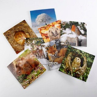 Woodland Trust cooler months notecards