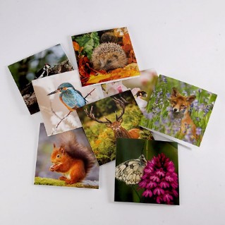 Woodland Trust notelets - woodland wildlife