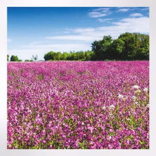 Woodland Trust spring joy notecards