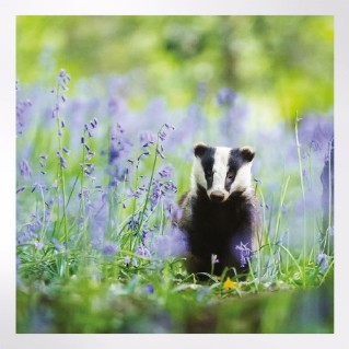 Woodland Trust spring joy notecards