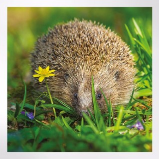 Woodland Trust spring joy notecards