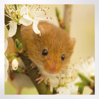 Woodland Trust spring joy notecards