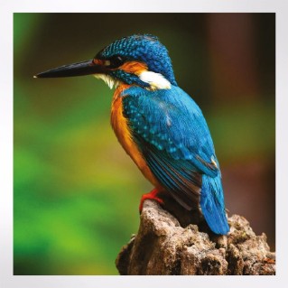 Woodland Trust spring joy notecards