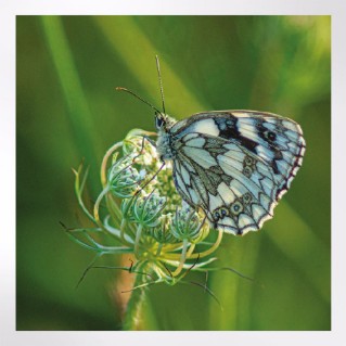 Woodland Trust spring joy notecards