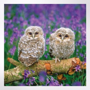 Woodland Trust spring joy notecards