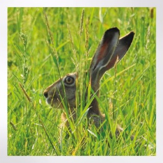 Woodland Trust spring joy notecards