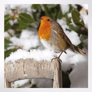 Woodland Trust cooler months notecards