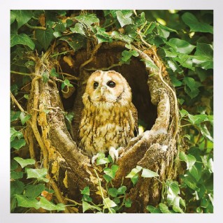 Woodland Trust cooler months notecards