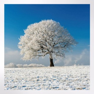 Woodland Trust cooler months notecards