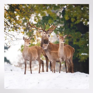 Woodland Trust cooler months notecards