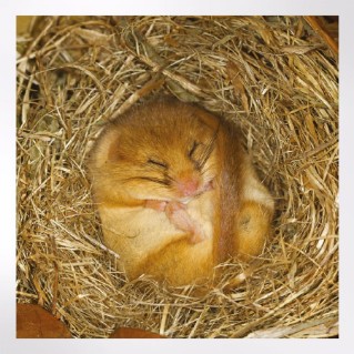 Woodland Trust cooler months notecards